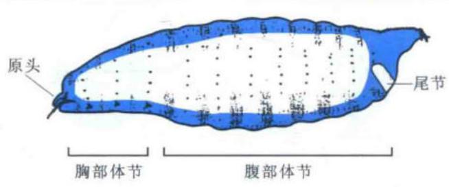 果蝇幼虫前后轴的头节、胸节、腹节及两端结构