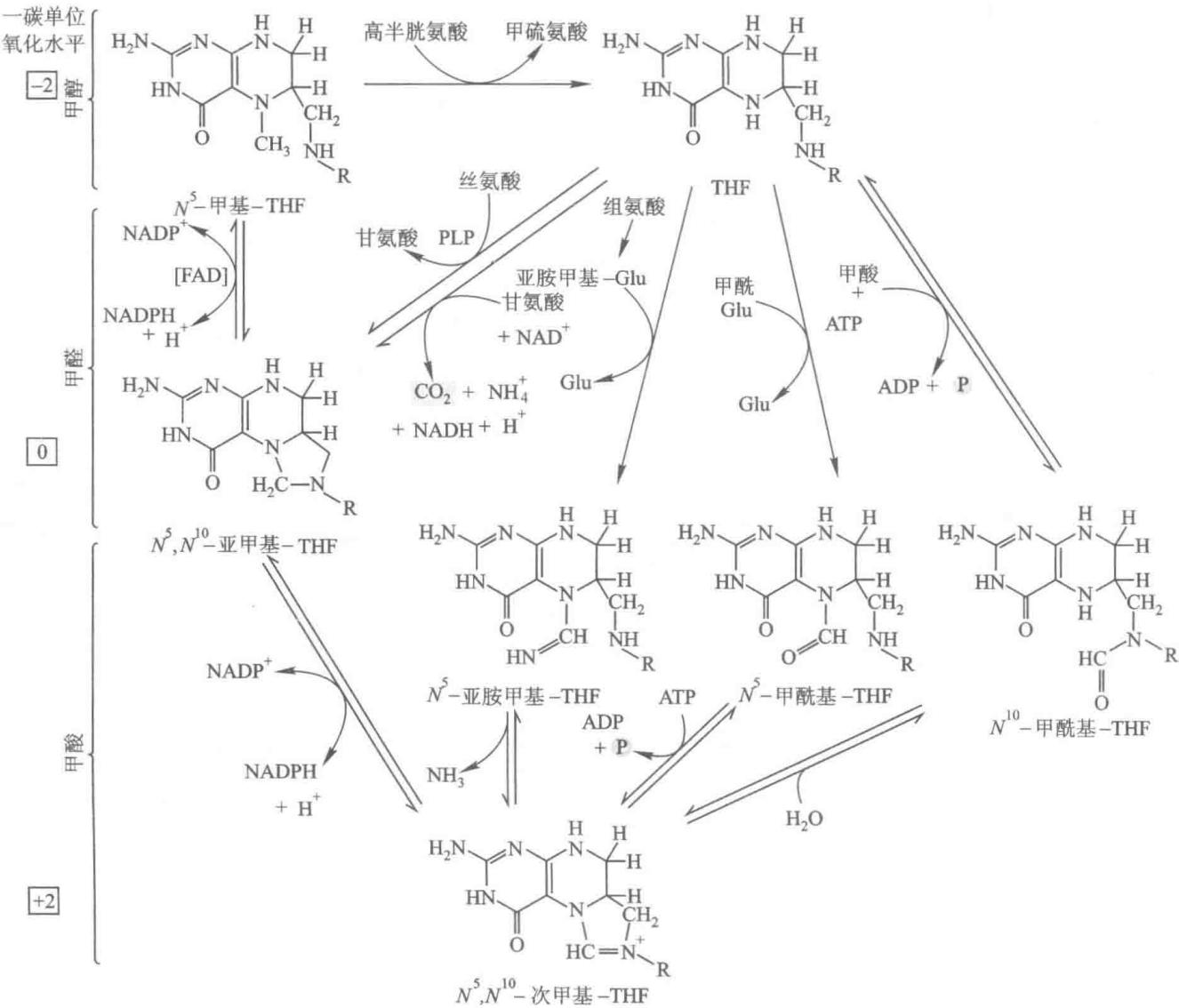 一碳单位导入THF及不同形式的转变