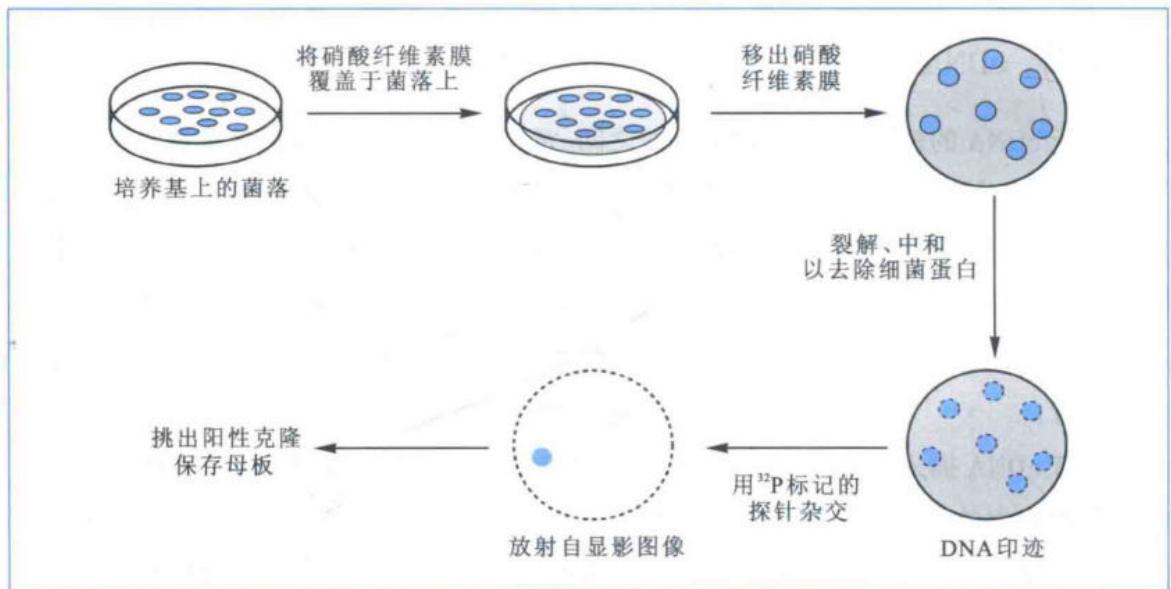核酸杂交法筛选目的克隆