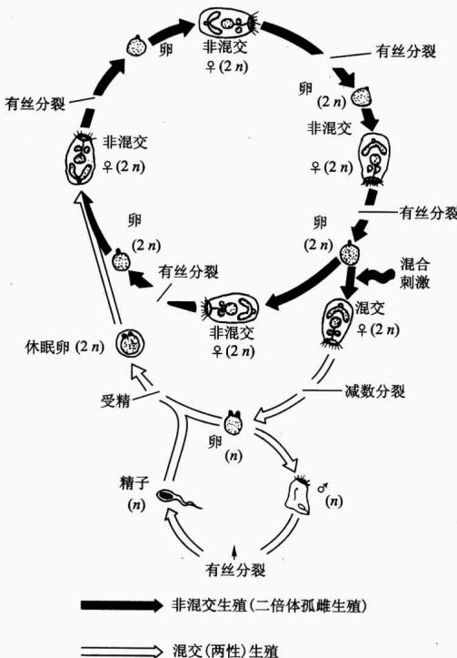 轮虫孤雌生殖、有性生殖与休眠卵