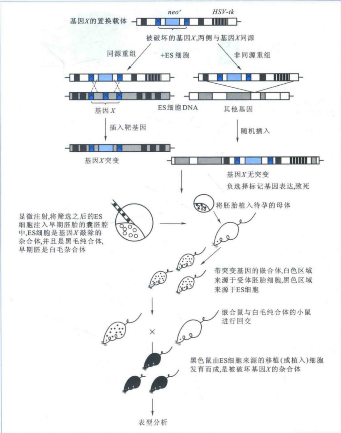 小鼠完全基因敲除的主要策略