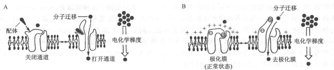 两类门控离子通道