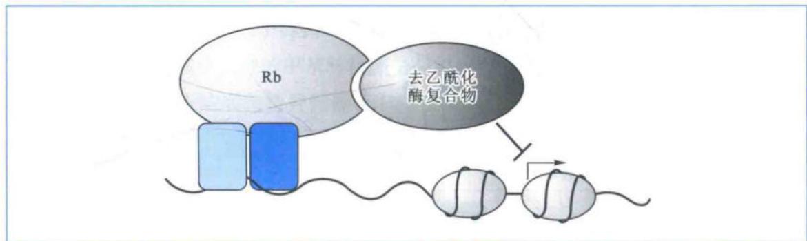 Rb-E2F募集HDAC1抑制靶基因