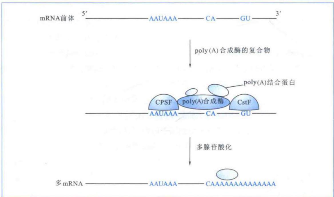 真核生物mRNA的加多(A)反应