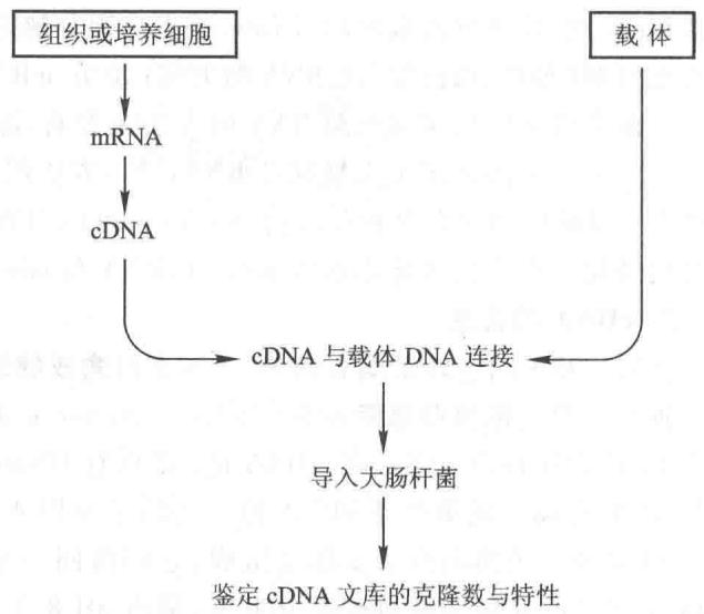 cDNA文库的构建