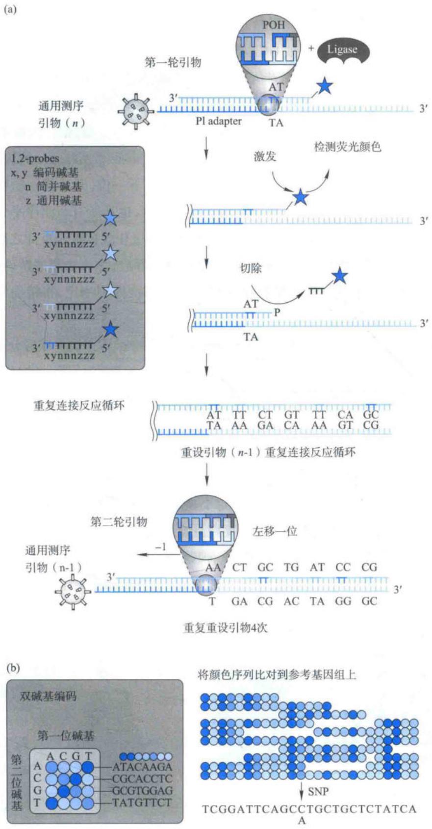 SOLiD五轮连接、双碱基编码与颜色解码