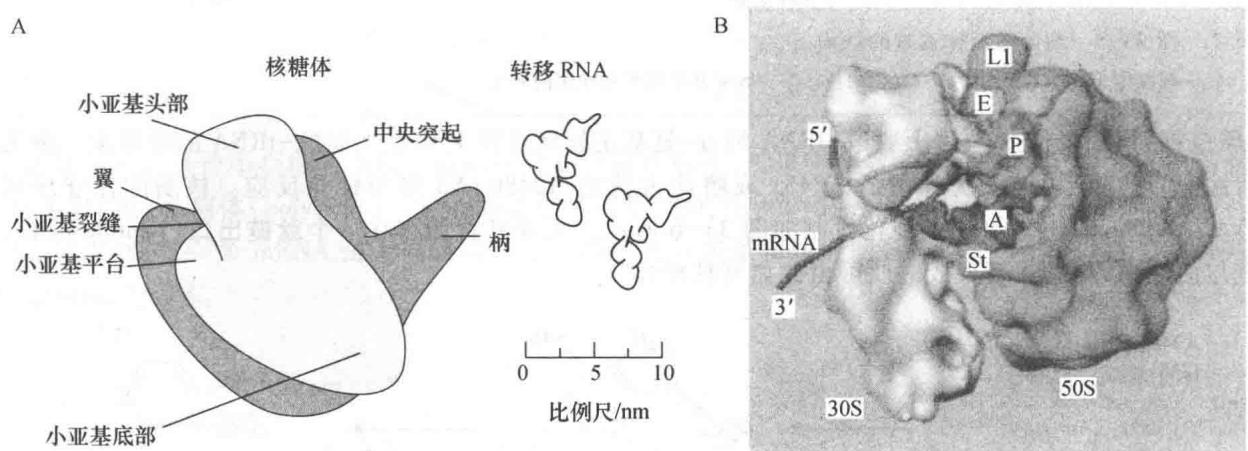 细菌核糖体及A、P、E位点