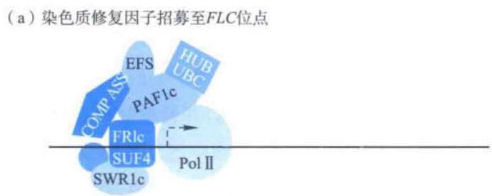 FRIc招募转录与染色质因子激活FLC