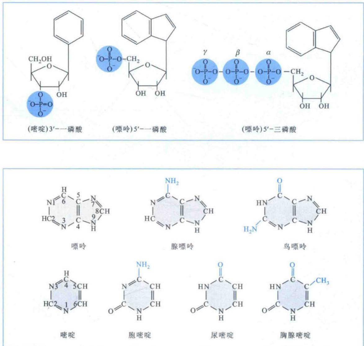 核苷酸组成及DNA、RNA碱基结构