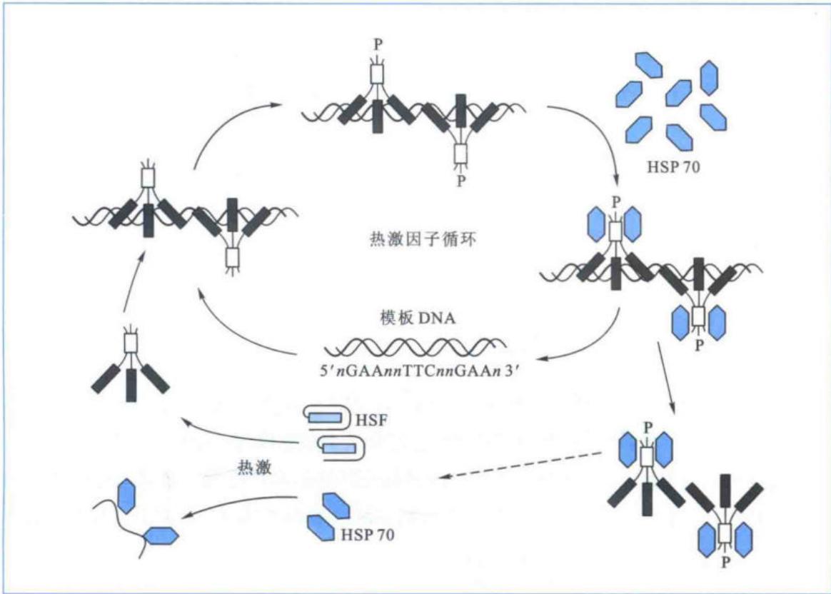 HSF三聚化激活HSP及HSP70介导的负反馈