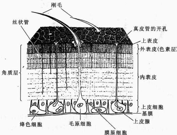 节肢动物外骨骼、关节和肌肉的关系