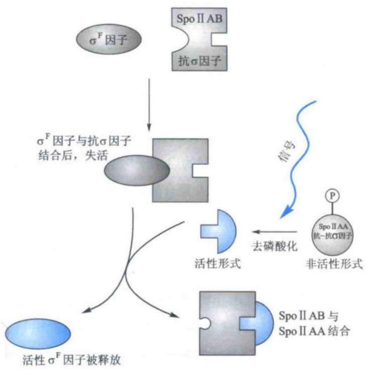 sigmaF的活性与非活性形式