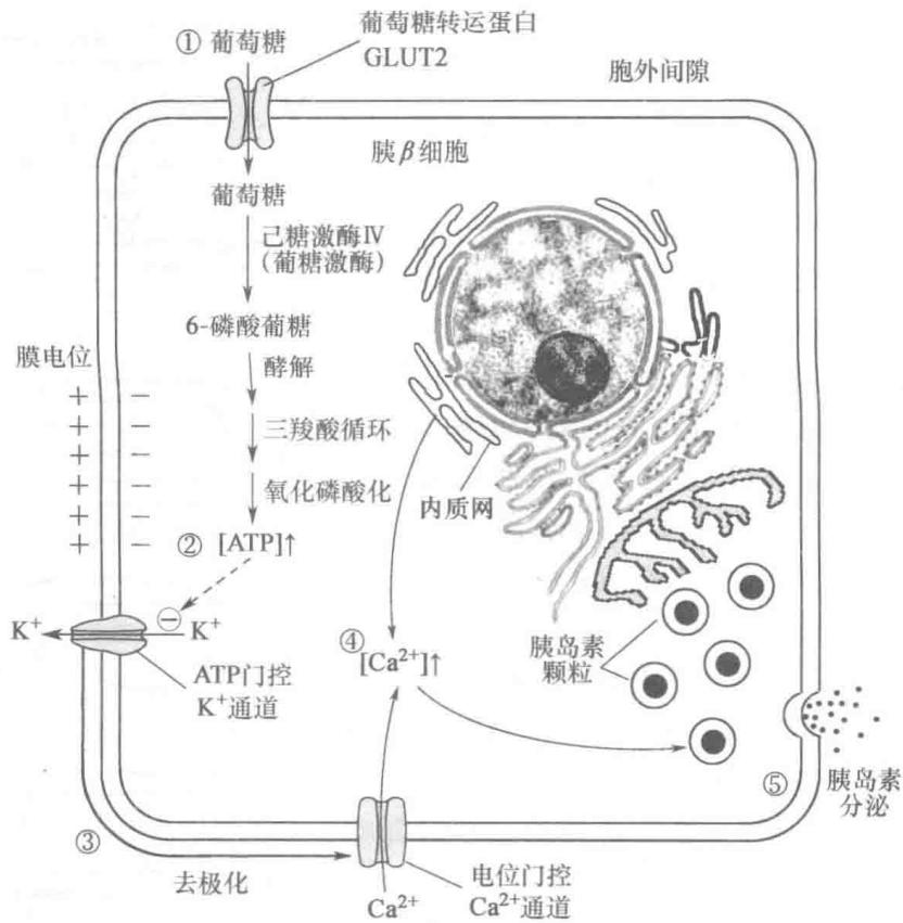 葡萄糖对胰岛β细胞分泌胰岛素的影响