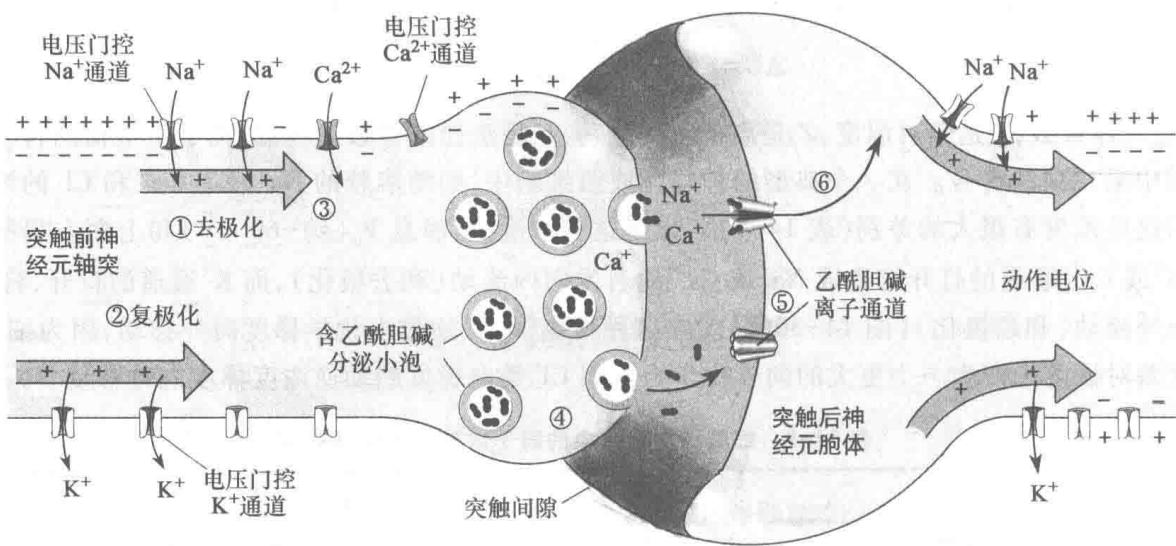 电压门控和配体门控通道在神经元中的作用