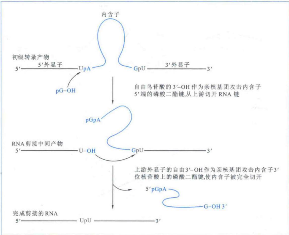 I类内含子的自剪接