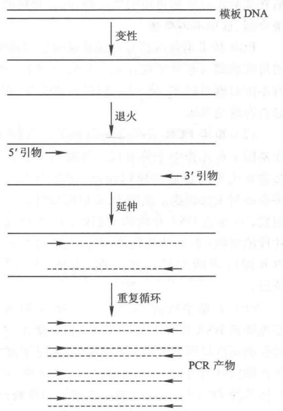 PCR的基本过程