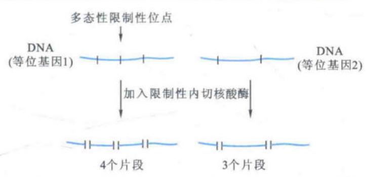 RFLP由限制性位点变化产生片段长度多态性