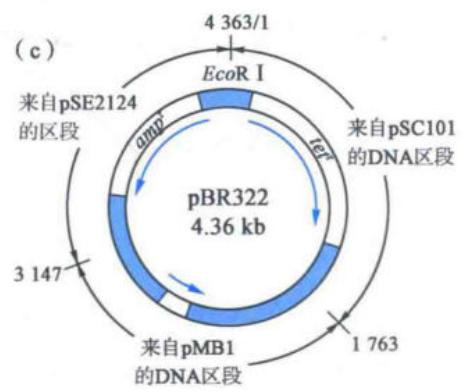 pBR322质粒载体