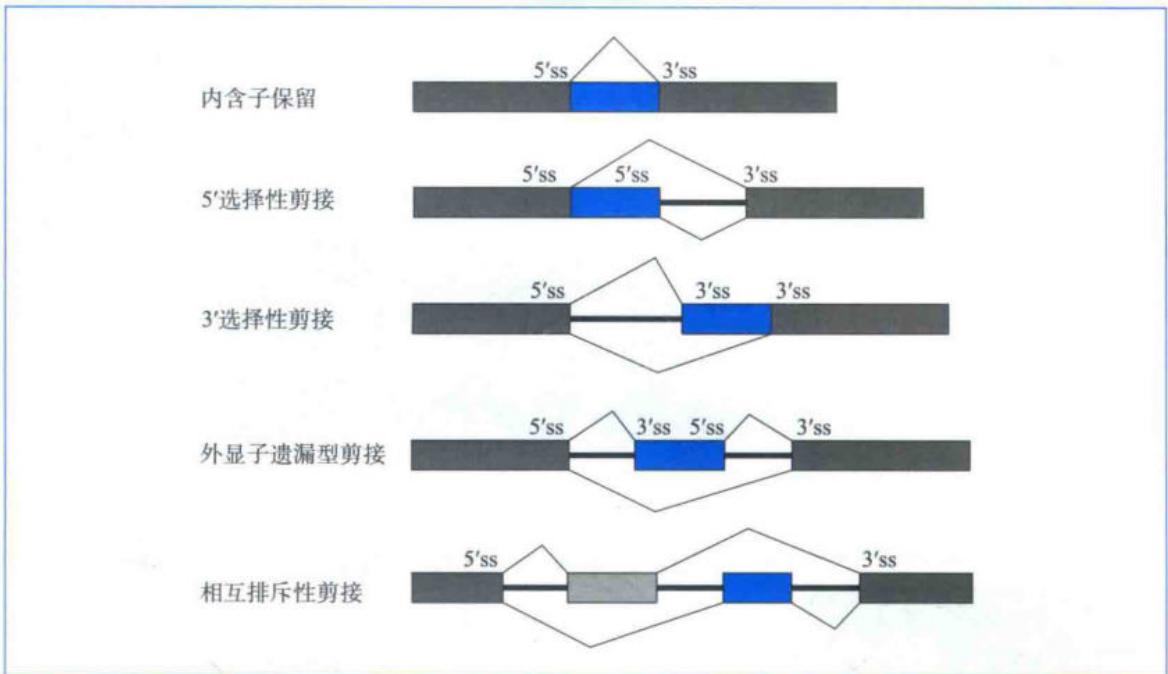 选择性剪接的不同类型