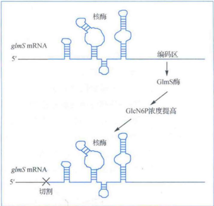 glmS核酶型核糖开关