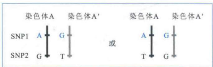 染色体上共同遗传的SNP单倍型