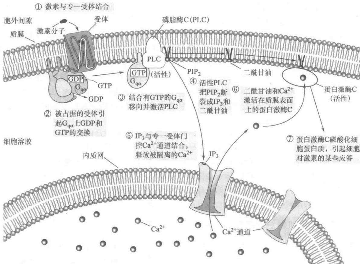 PLC-IP3-DAG-Ca2+信号通路
