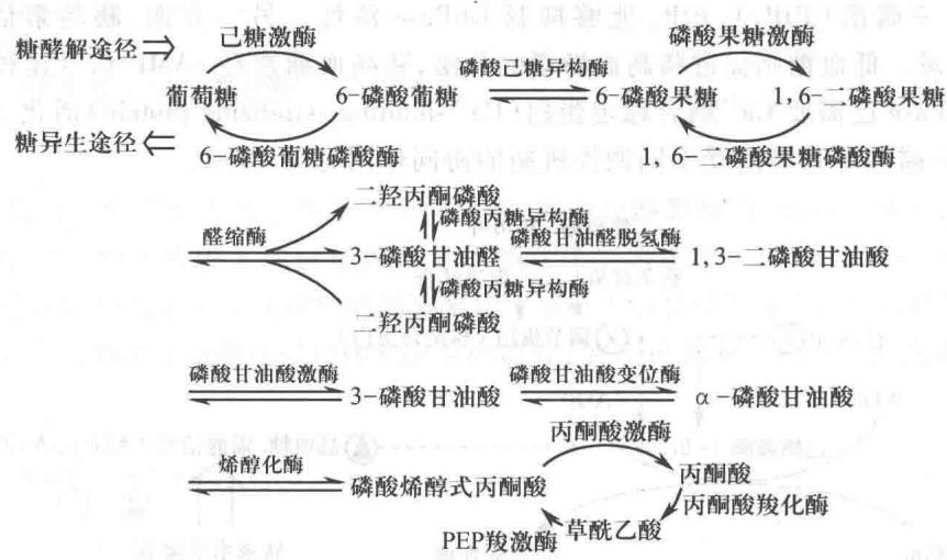 糖酵解和糖异生途径