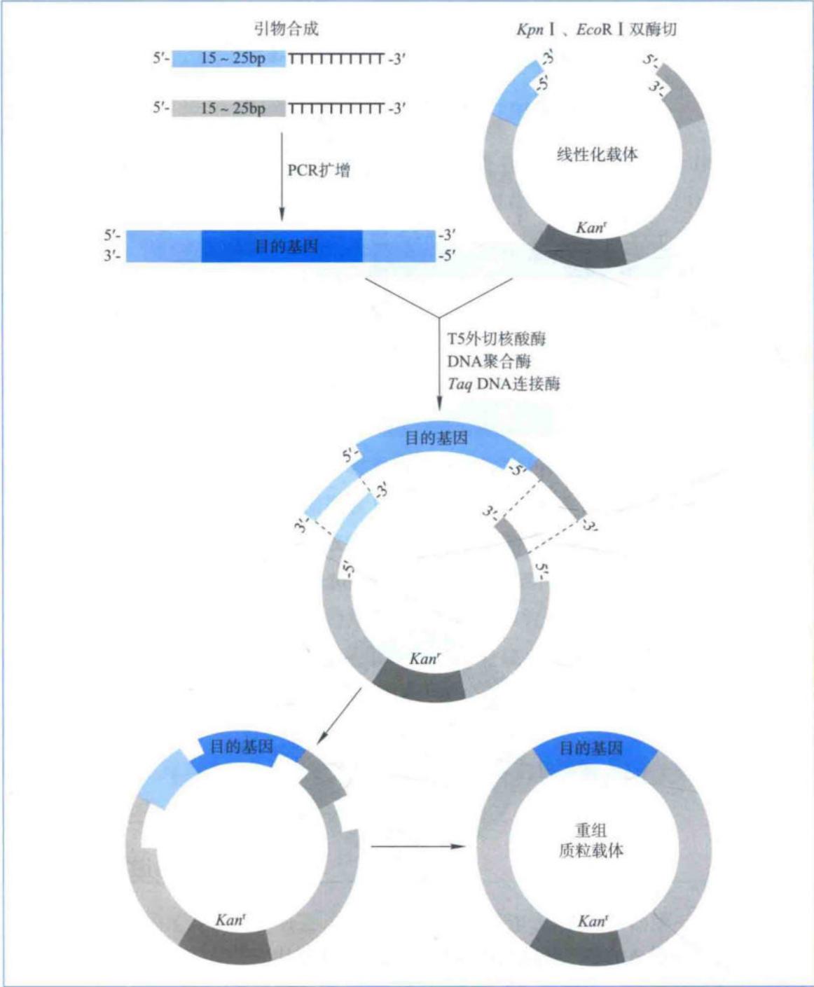 恒温一步法构建重组载体