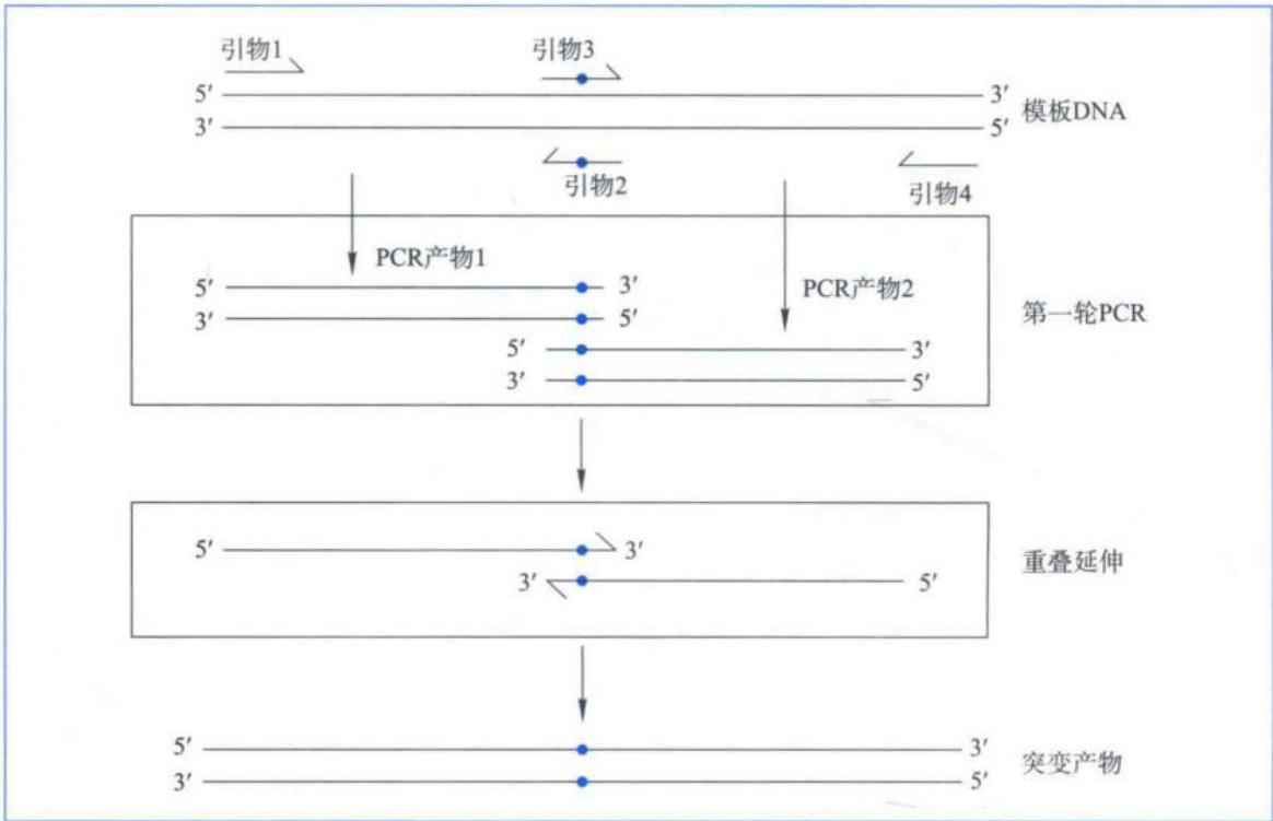 重叠延伸介导的定点诱变