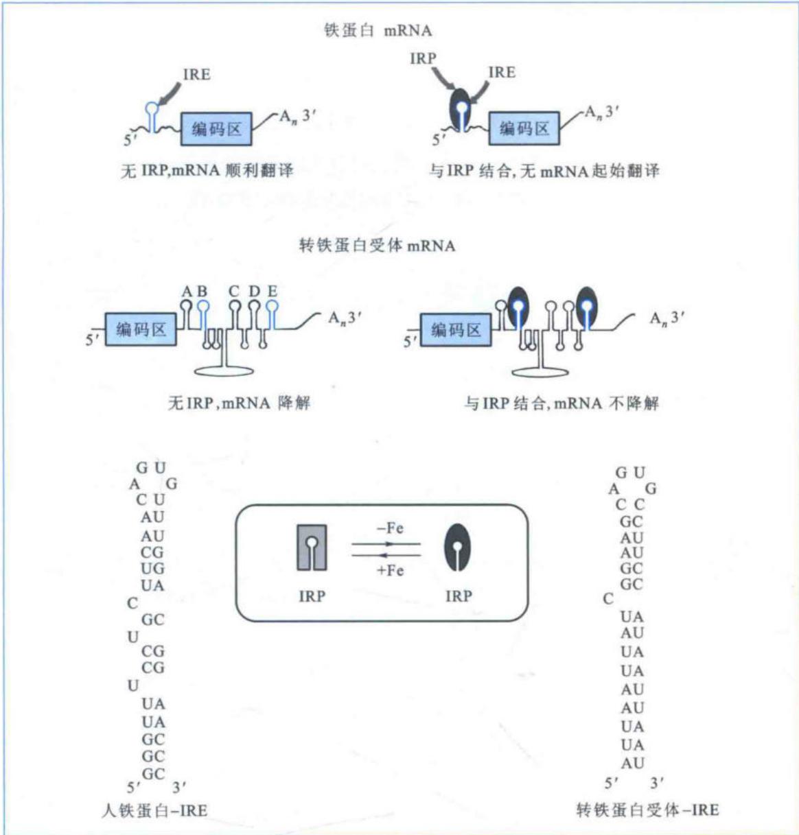 IREBP对铁蛋白及TfR mRNA的相反调控