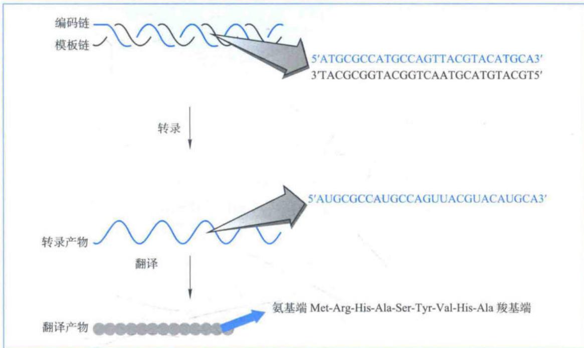 生物体基因表达的过程