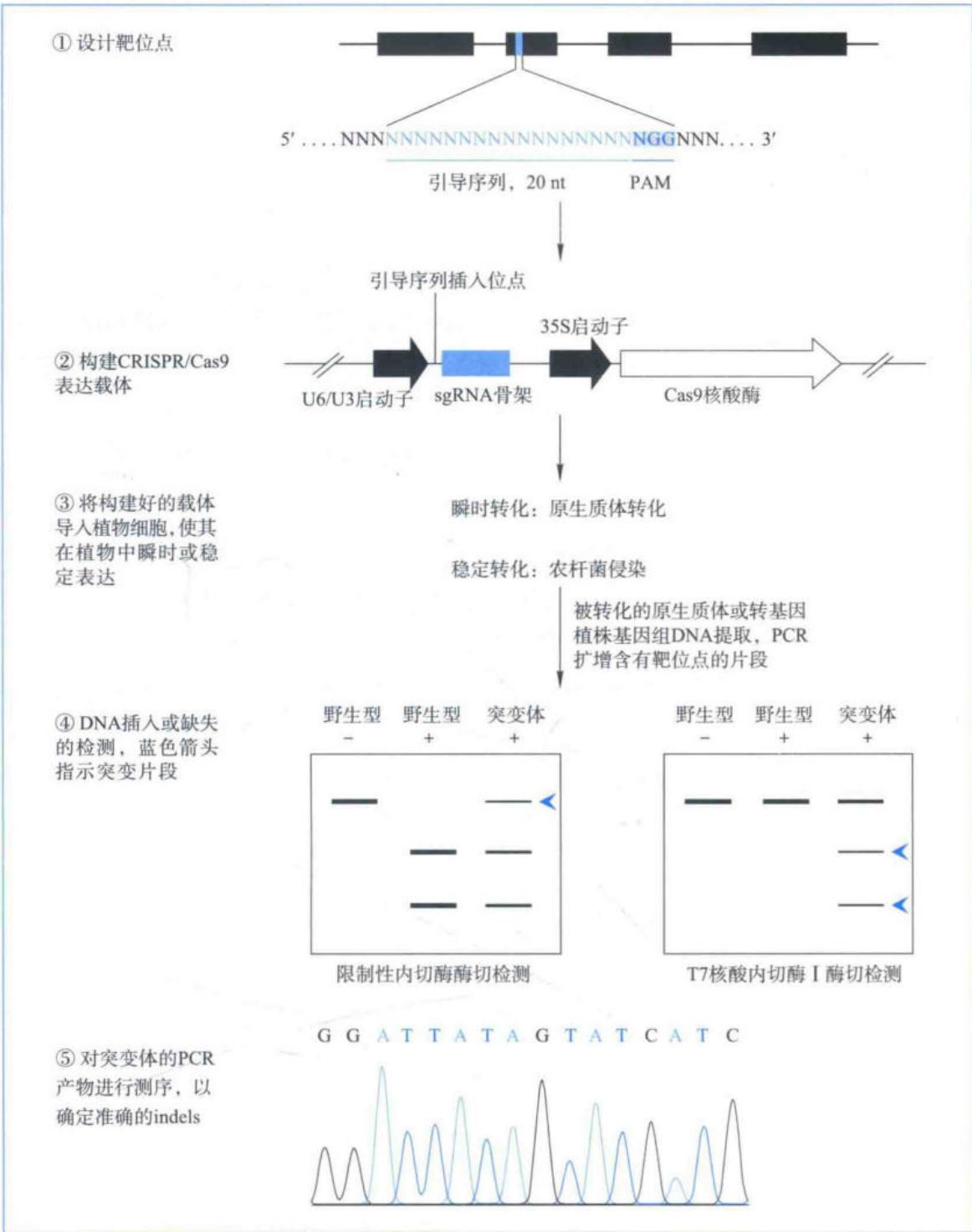 CRISPR-Cas9编辑植物基因组的实验流程