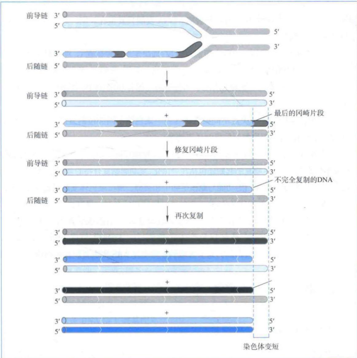 线性染色体的末端复制问题