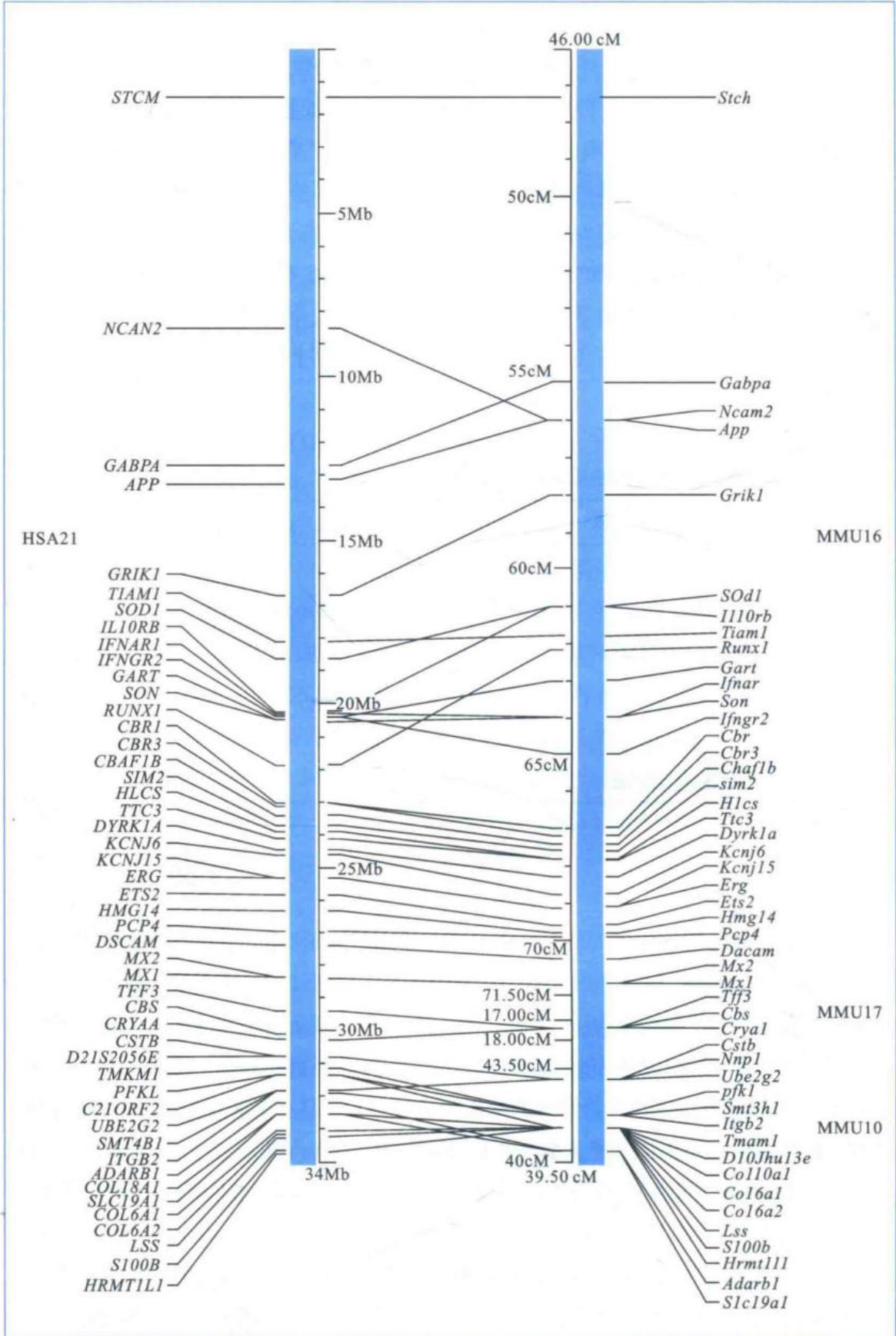 人21号染色体与小鼠染色体片段的共线性