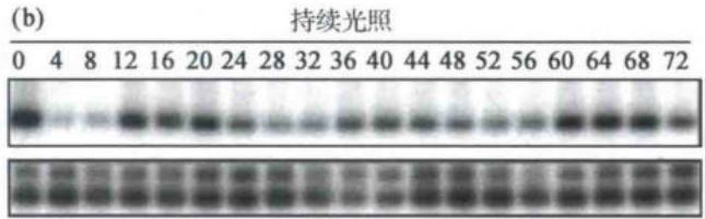 持续光照下CO转录仍呈昼夜节律