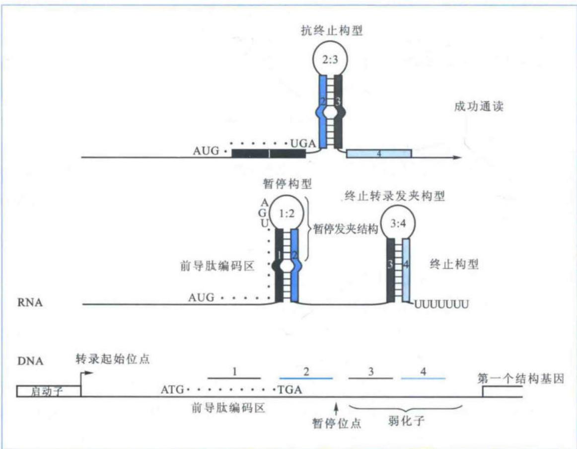 前导序列变构引起转录终止或弱化