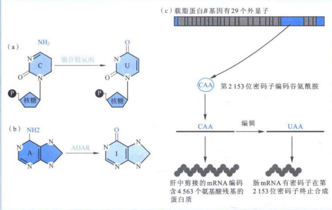 位点特异性脱氨基引起的载脂蛋白mRNA编辑