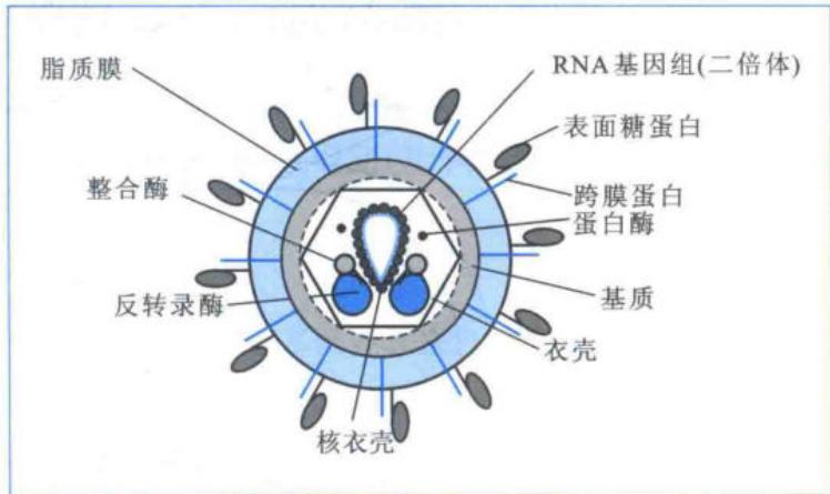 反转录病毒颗粒的主要结构