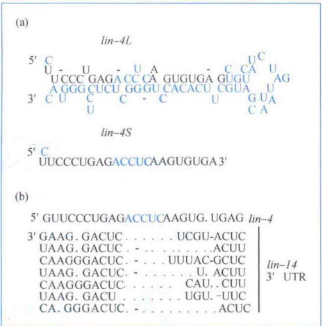 lin-4与lin-14 mRNA 3'UTR配对并实施转录后调控