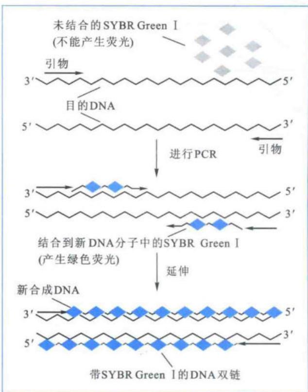SYBR Green I检测实时PCR产物