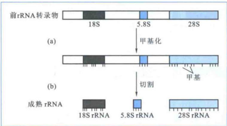 脊椎动物rRNA基因家族成员分布与前rRNA成熟