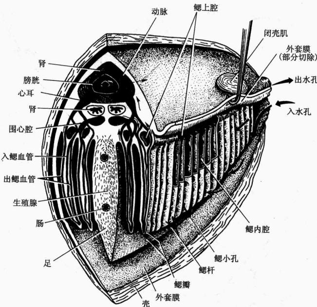软体动物头、足、内脏团和外套膜的基本构型