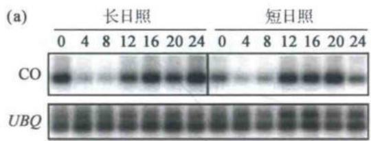 长日照下CO转录节律及傍晚表达峰