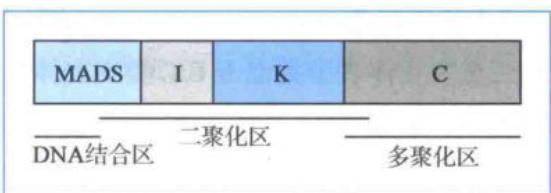 MADS-BOX蛋白的M、I、K、C结构域