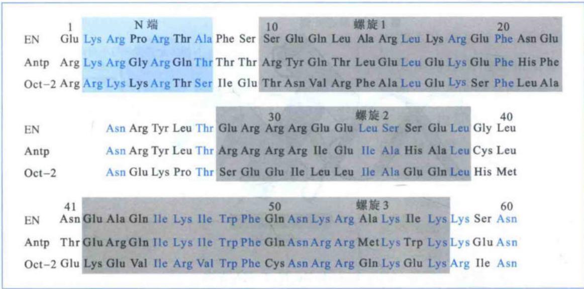 不同同源域DNA结合蛋白的保守序列