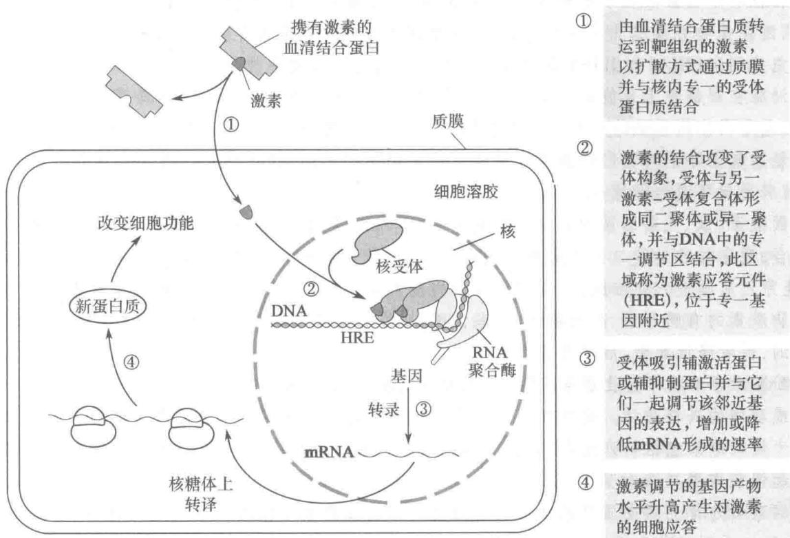 核内受体调节基因表达的一般机制
