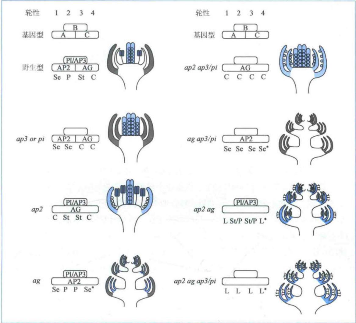 三组同源异型基因决定四轮花器官的ABC模型