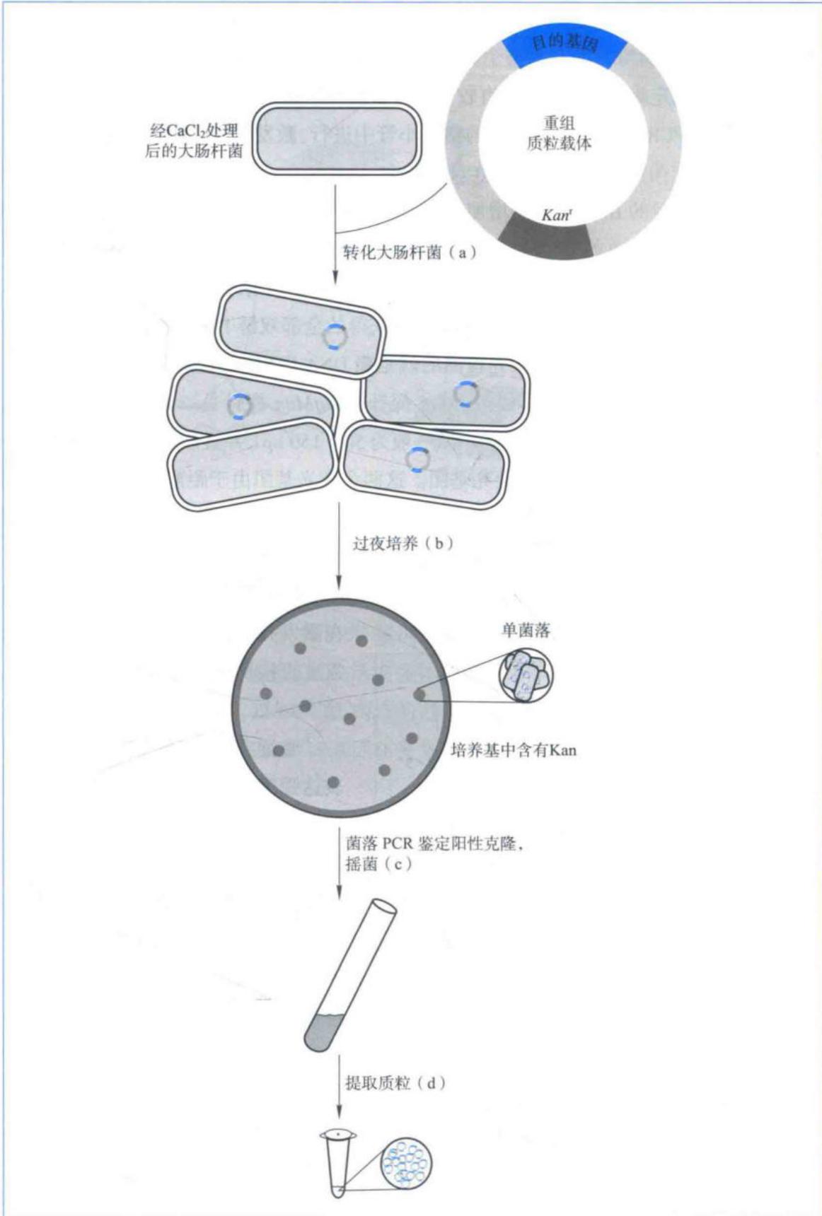 细菌转化、重组克隆筛选及质粒提取