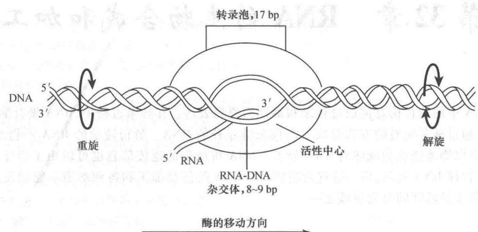 大肠杆菌RNA聚合酶进行转录