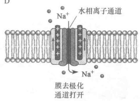 电压门控Na+通道的门控变化(D)